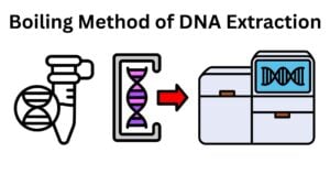 Boiling Method of DNA Extraction Boiling Method of DNA Extraction