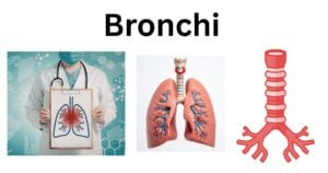 Bronchi Bronchi