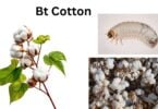Bt Cotton 1 Bt cotton