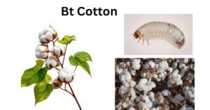 Bt Cotton 1 Bt cotton
