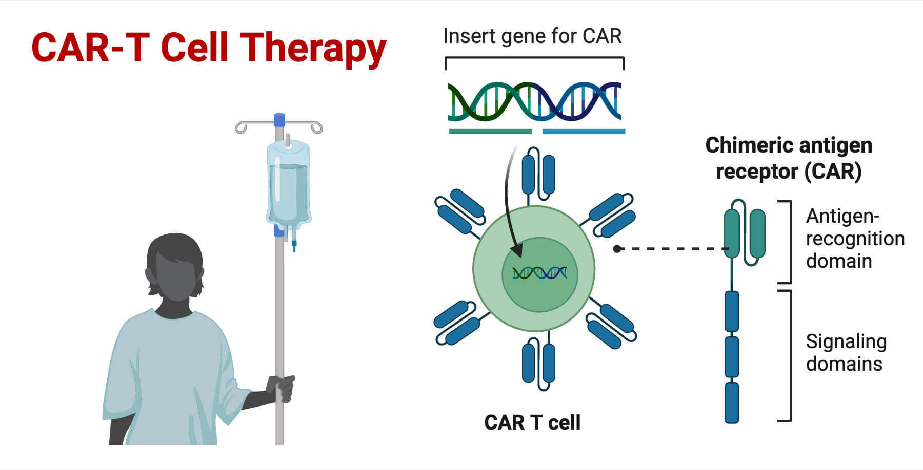 CAR T Cell Therapy CAR-T Cell Therapy