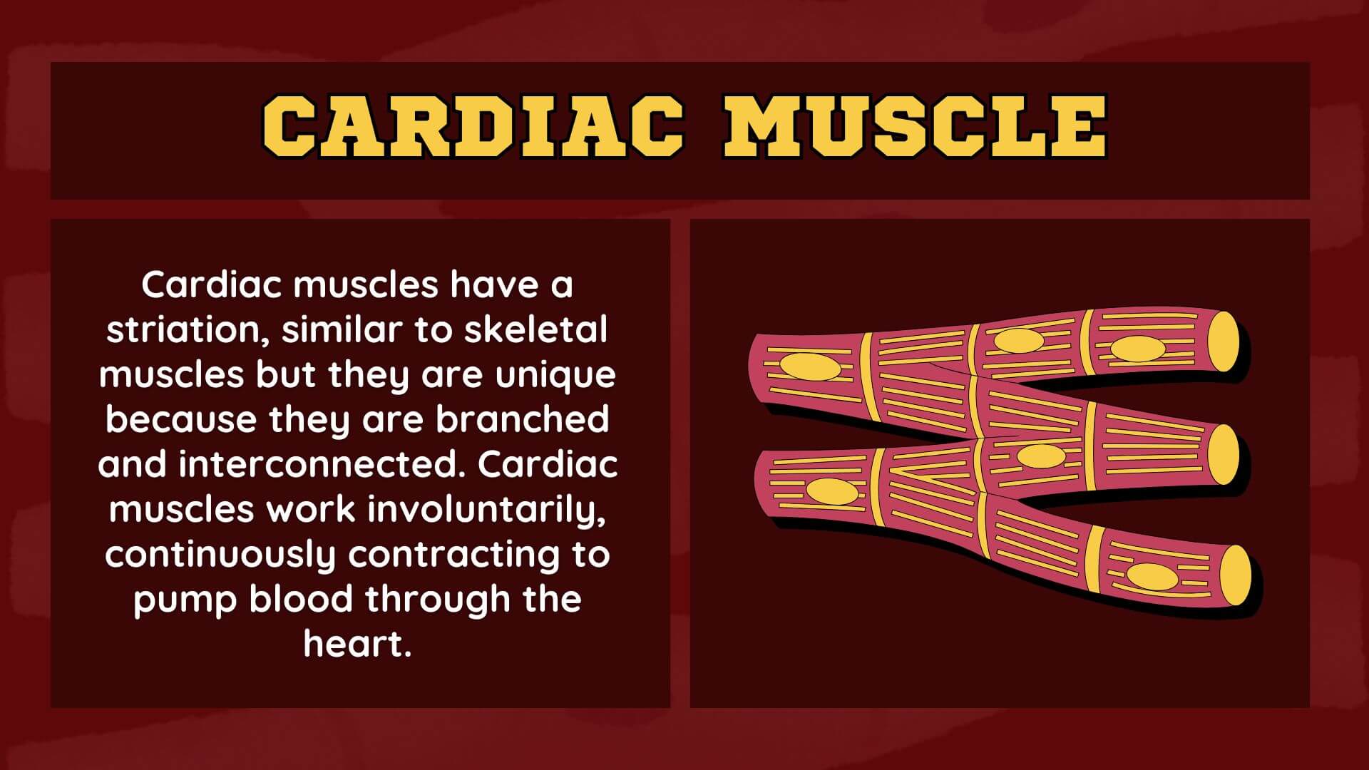 Cardiac Muscle Cardiac Muscles