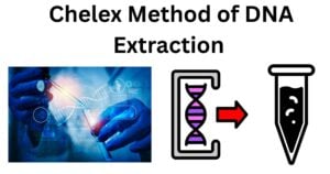 Chelex method of DNA extraction Chelex Method of DNA Extraction