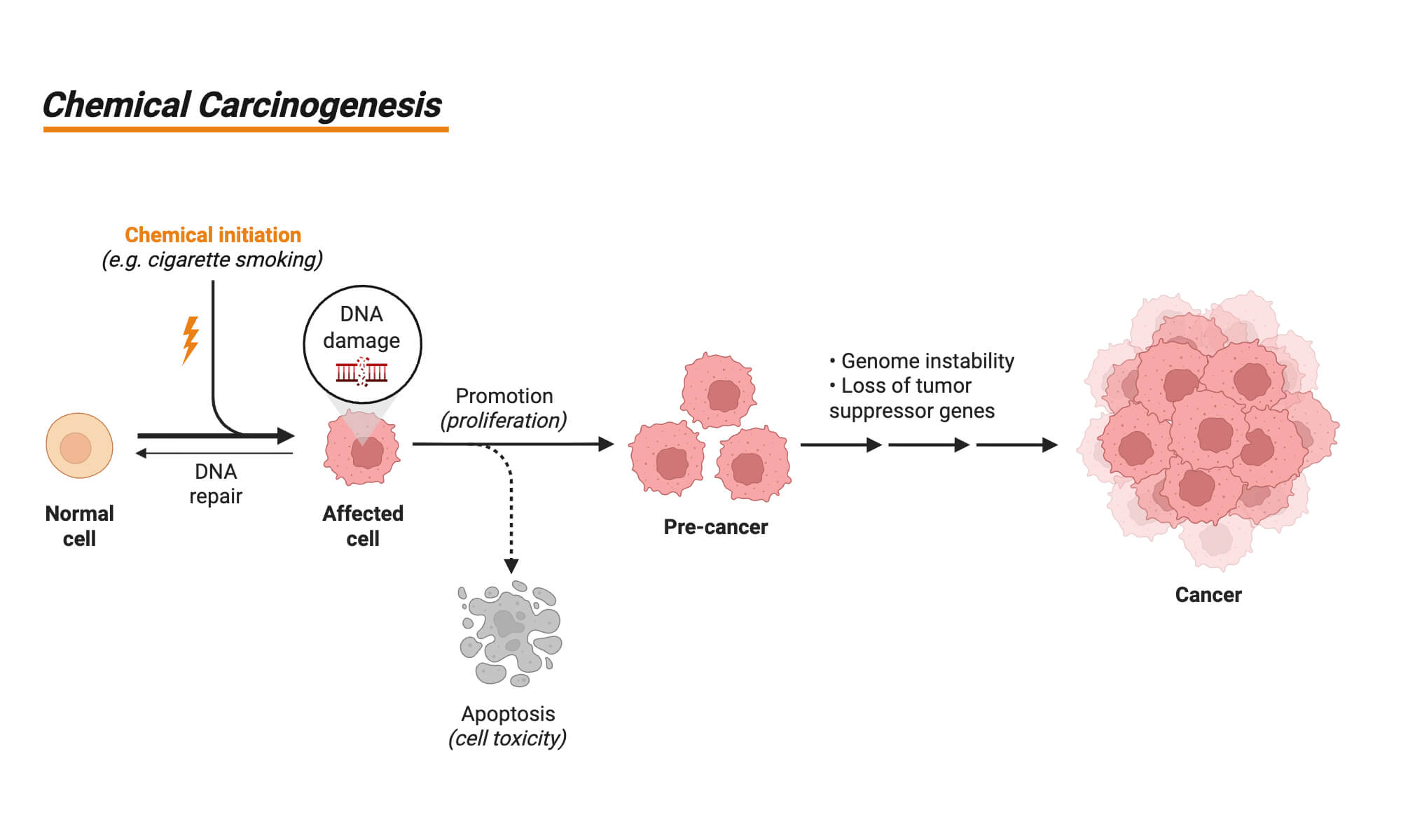 Chemical Carcinogenesis Chemical Carcinogenesis