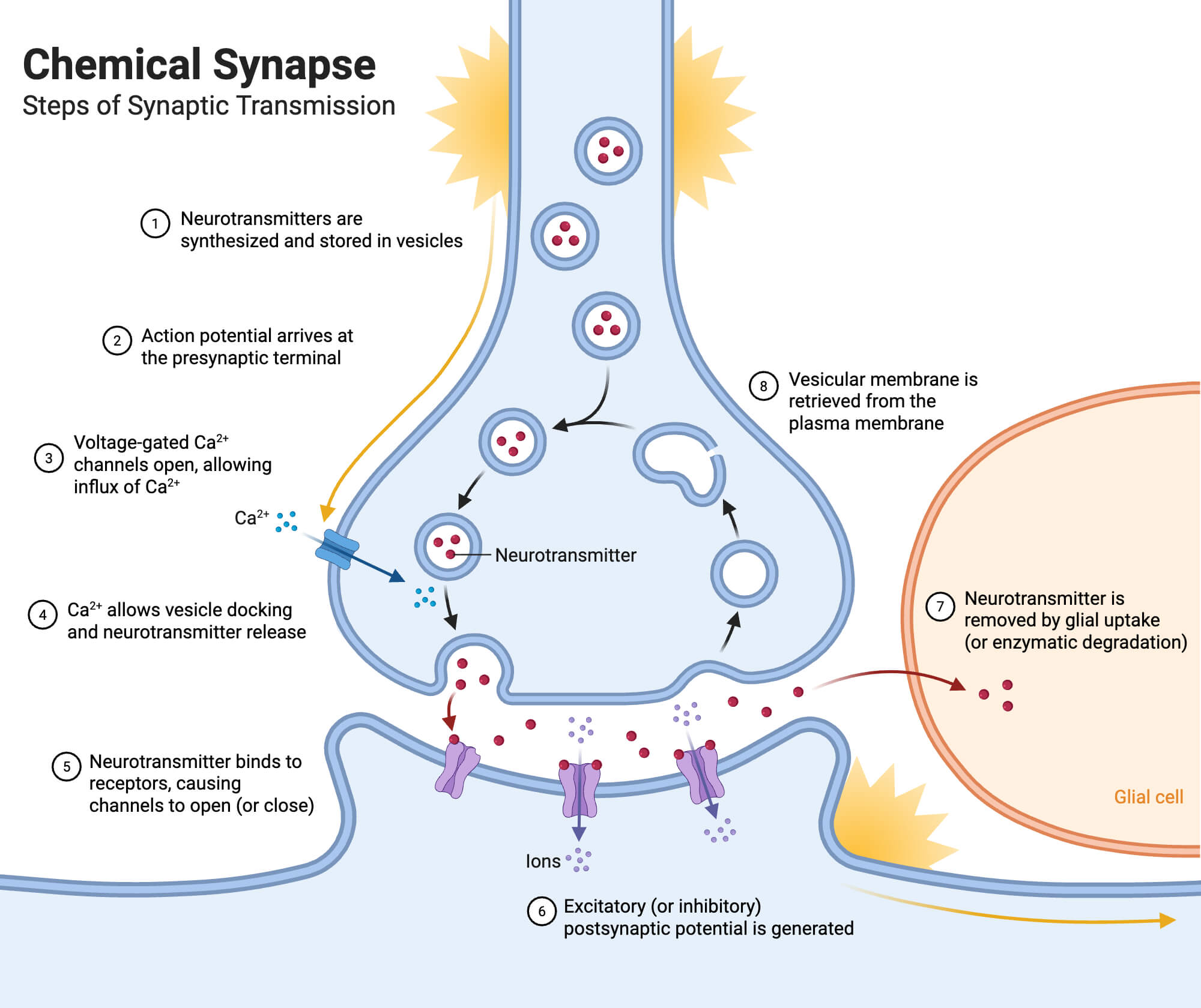 Chemical Synapse Chemical Synapse