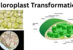 Chloroplast Transformation Chloroplast Transformation