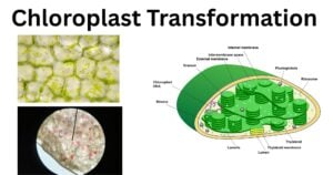 Chloroplast Transformation Chloroplast Transformation