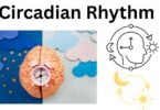 Circadian Rhythm Circadian Rhythm