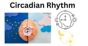 Circadian Rhythm Circadian Rhythm