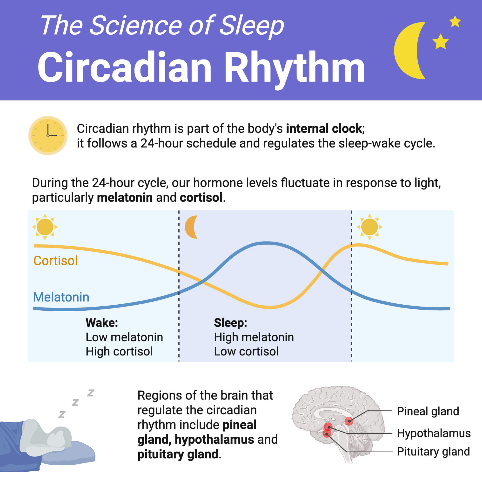 Circadian Rhythm Overview Circadian Rhythm Overview