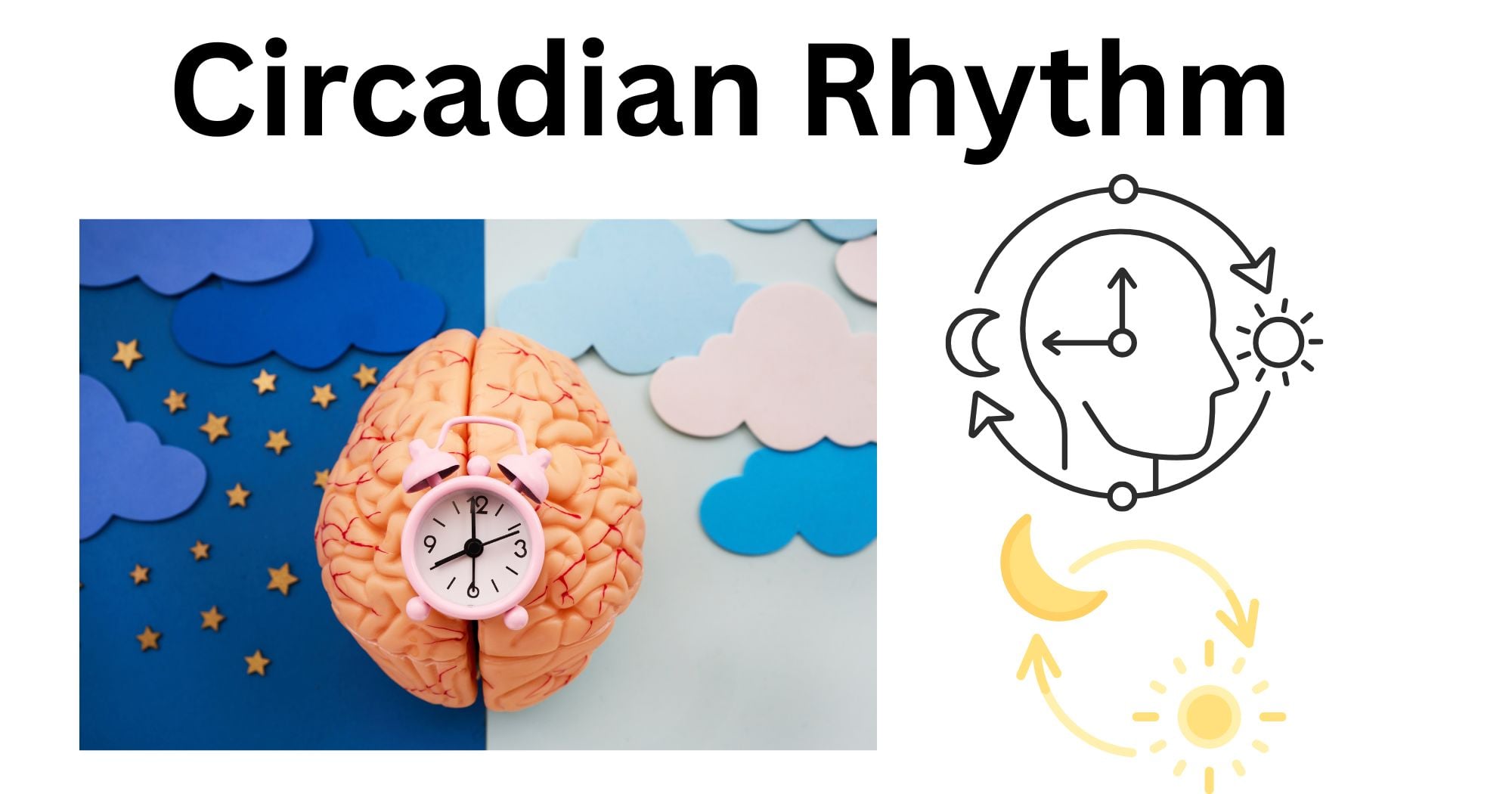 Circadian Rhythm Circadian Rhythm