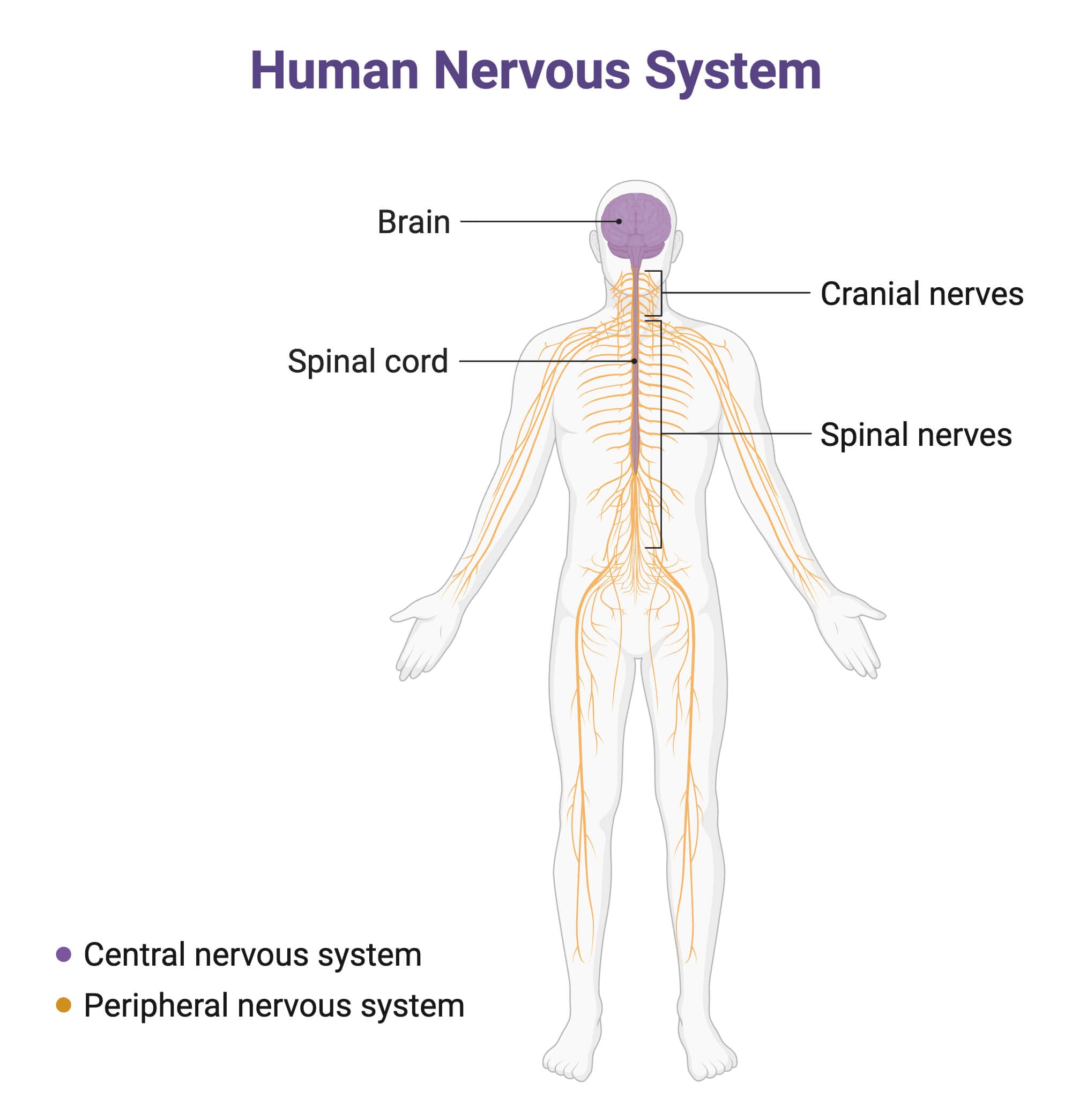 Components of Human Nervous System Components of Human Nervous System