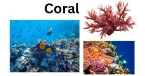 Coral Coral