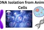 DNA Isolation from Animal Cells DNA Isolation from Animal Cells