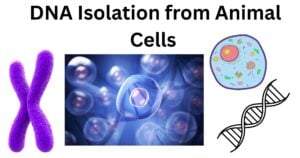 DNA Isolation from Animal Cells DNA Isolation from Animal Cells