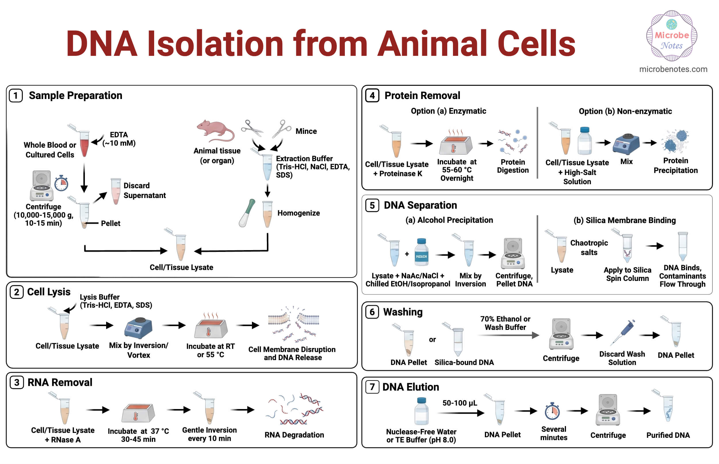 DNA Isolation from Animal Cells Protocol DNA Isolation from Animal Cells Protocol