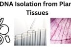 DNA Isolation from Plant Tissues DNA Isolation from Plant Tissues