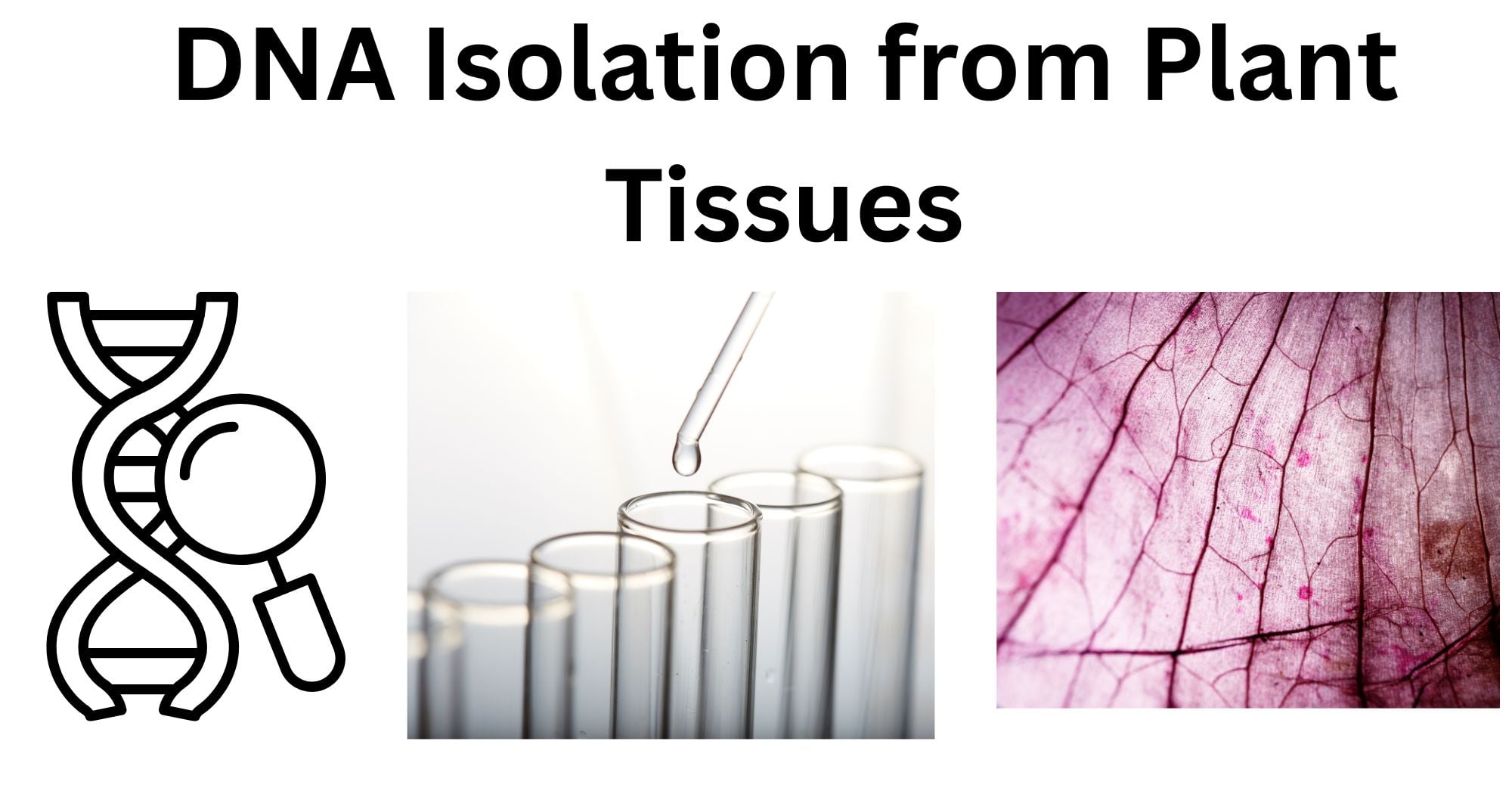 DNA Isolation from Plant Tissues DNA Isolation from Plant Tissue