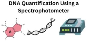 DNA Quantification Using a Spectrophotometer DNA Quantification Using a Spectrophotometer