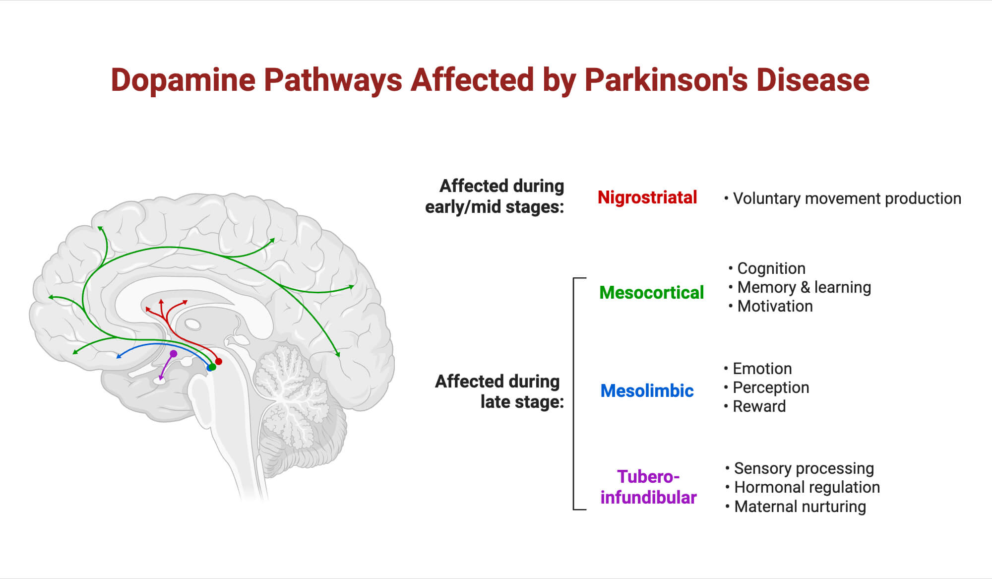 Dopamine Pathways Affected by Parkinsons Disease Dopamine Pathways Affected by Parkinson's Disease