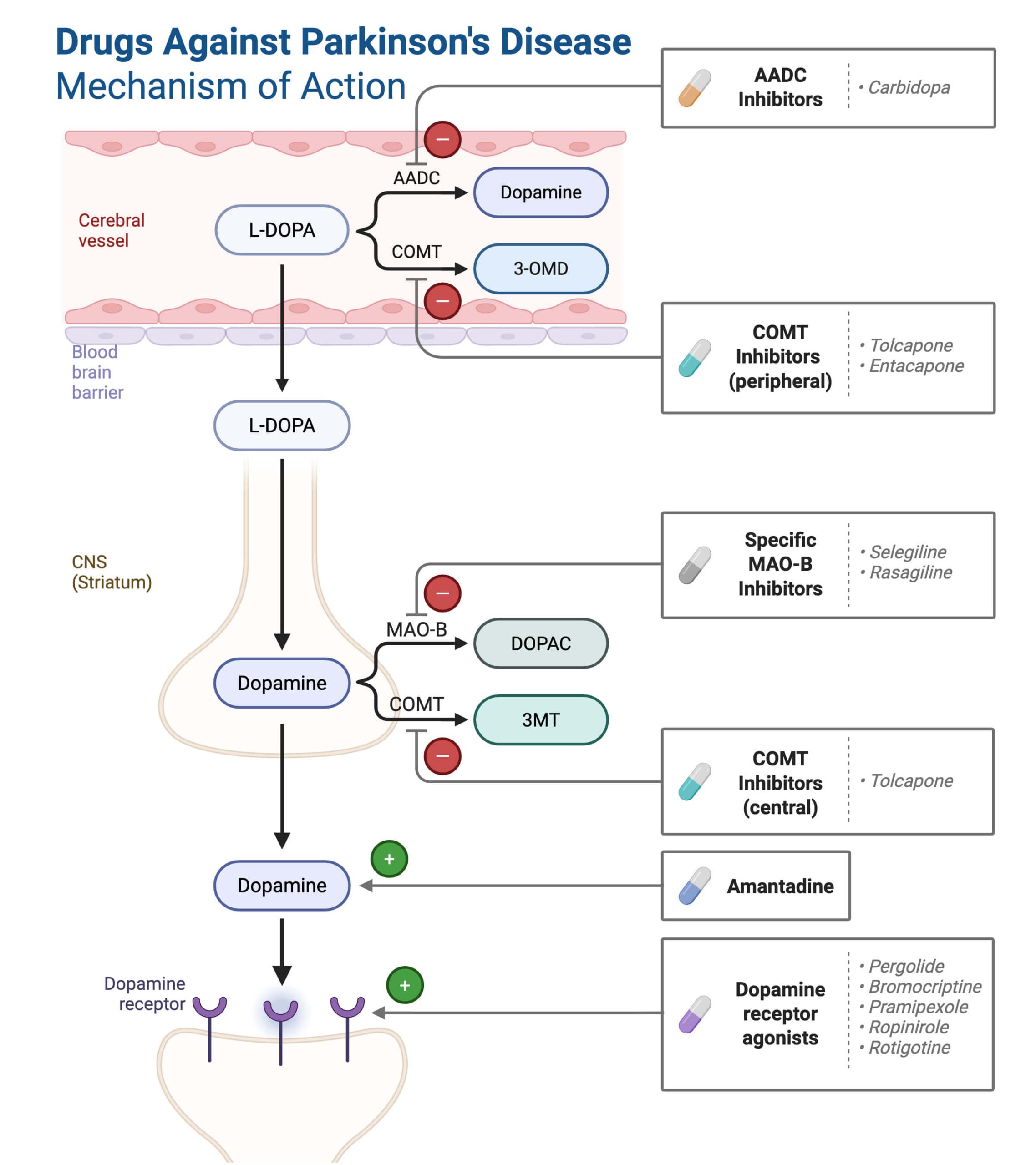 Drugs Against Parkinsons Disease Mechanism of Action scaled Drugs Against Parkinson's Disease - Mechanism of Action