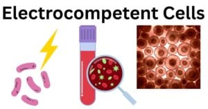Electrocompetent Cells Electrocompetent Cells