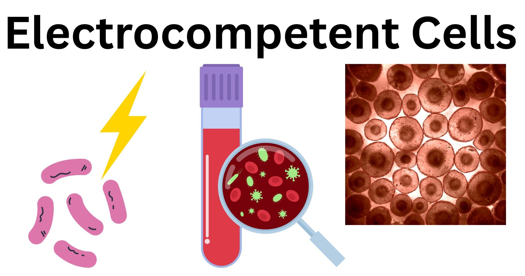 Electrocompetent Cells Electrocompetent cells