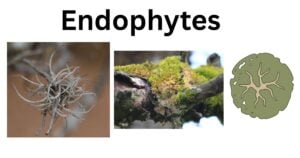 Endophytes Endophytes