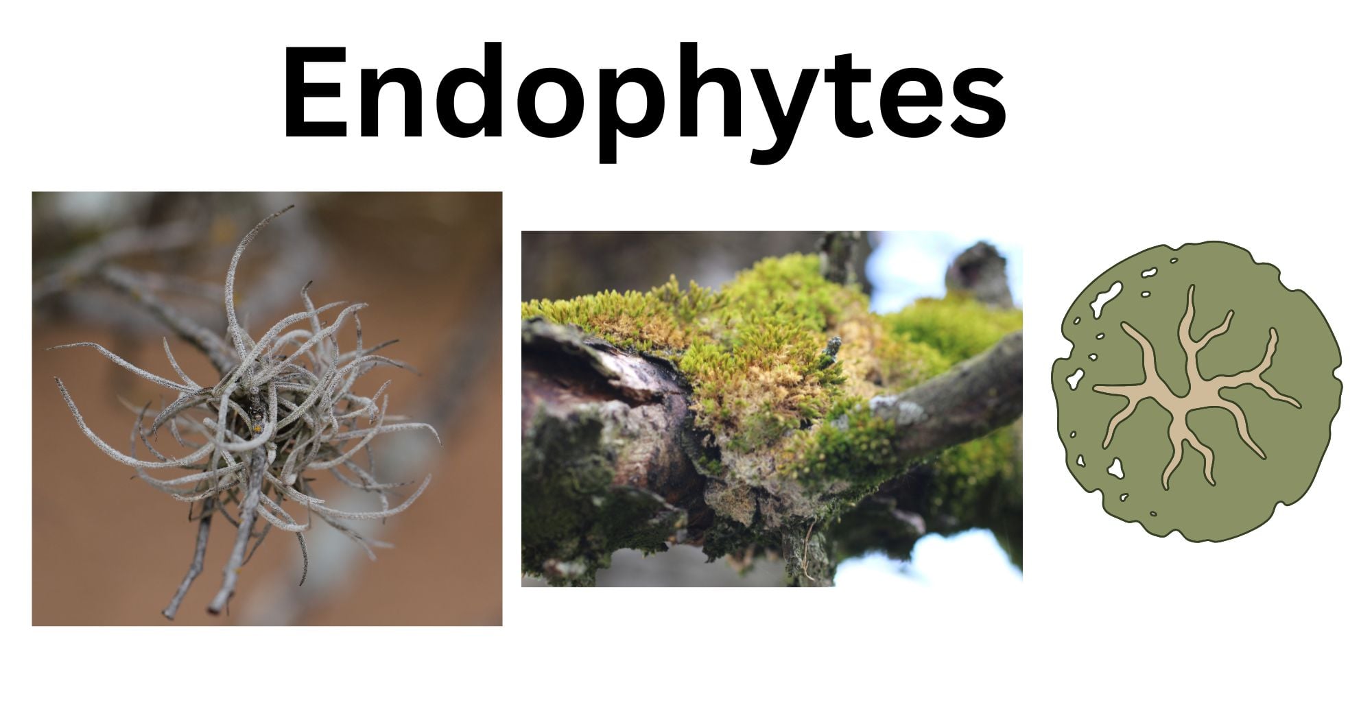 Endophytes Endophytes