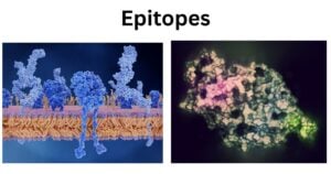 Epitopes Epitopes