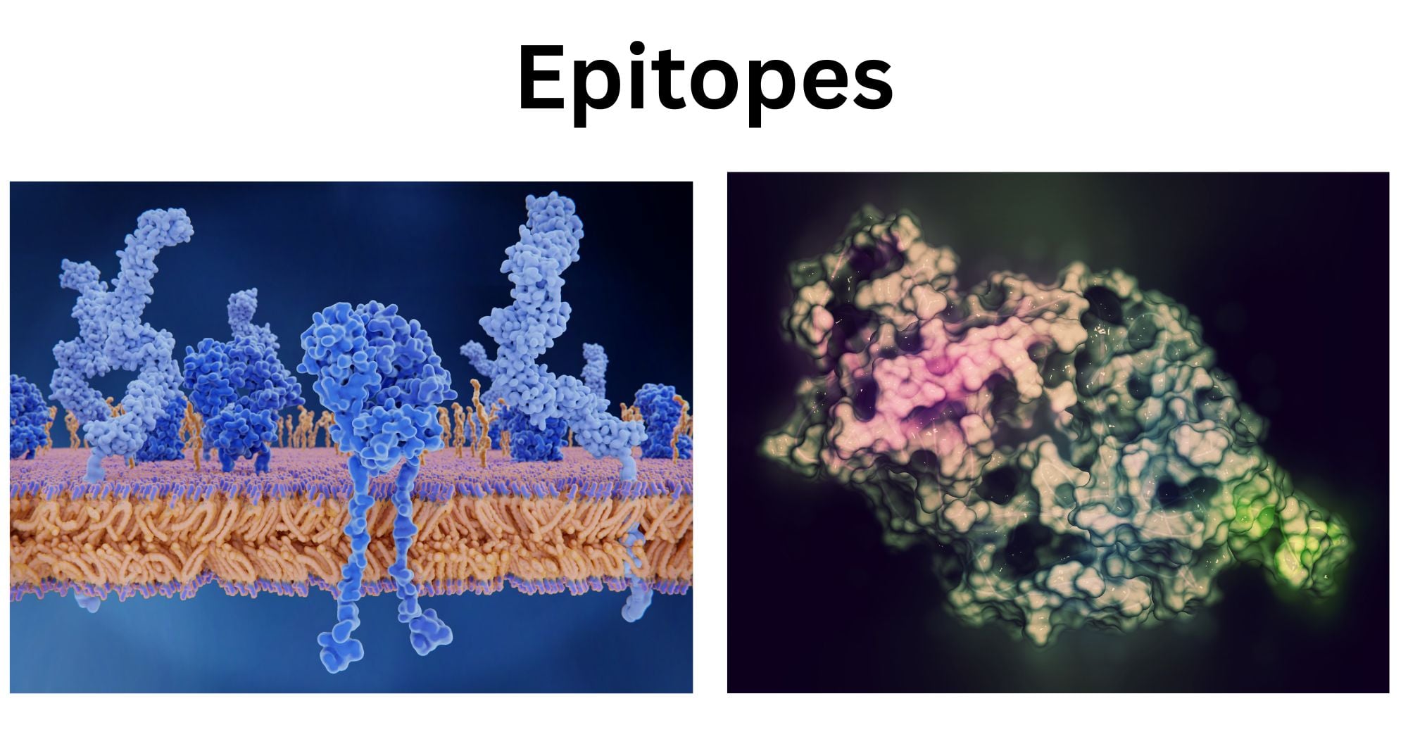 Epitopes Epitopes