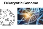 Eukaryotic Genome Eukaryotic Genome