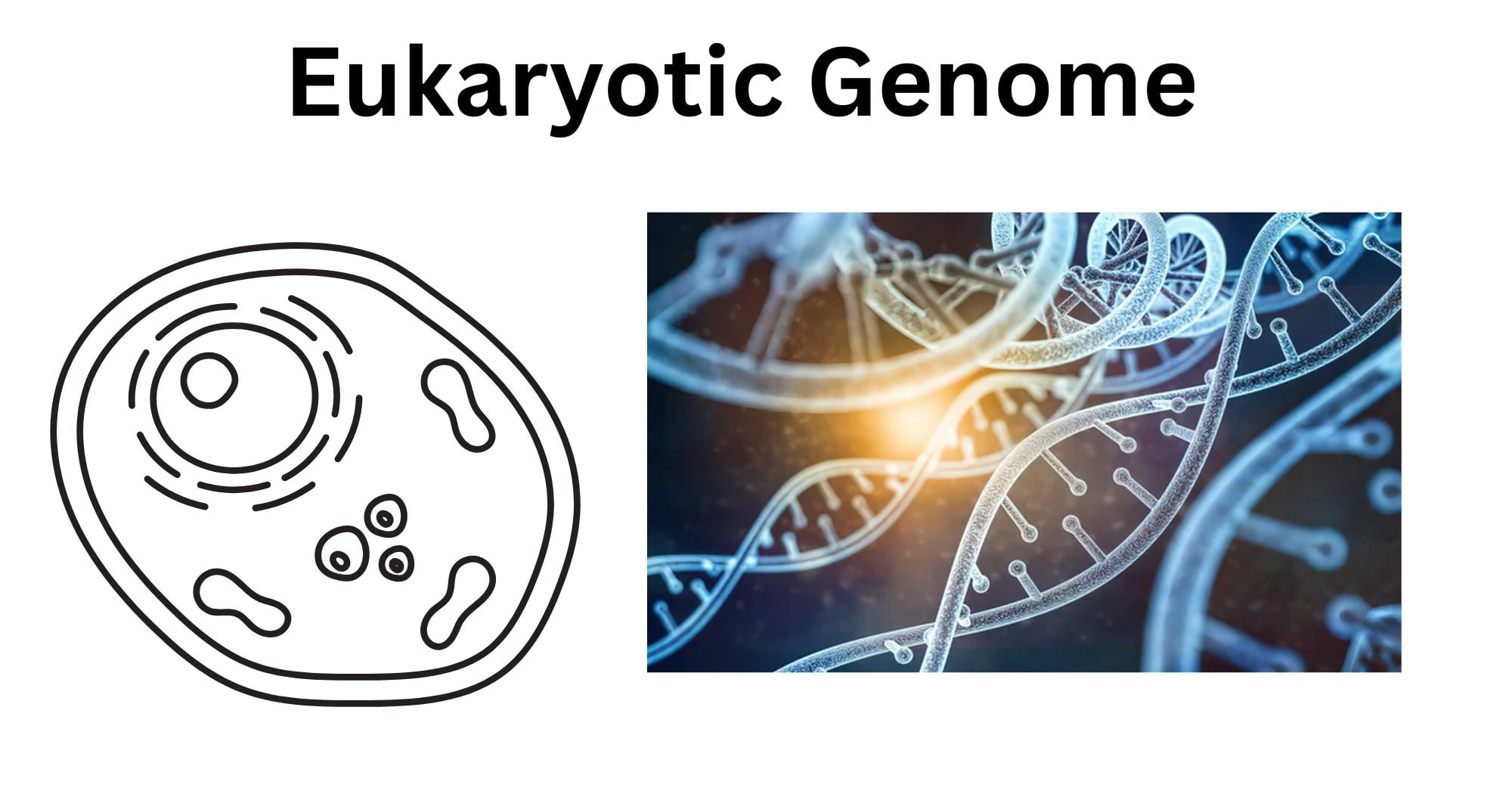 Eukaryotic Genome Eukaryotic Genome