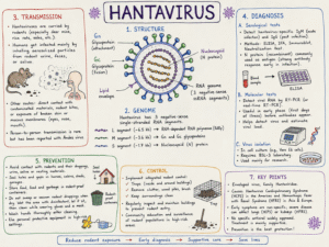 Hantavirus Hantavirus Overview