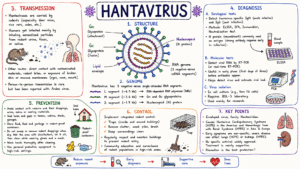 Hantavirus Overview Hantavirus Overview