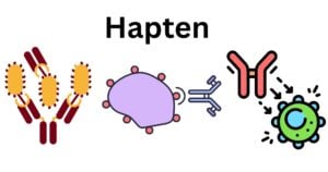 Hapten Hapten