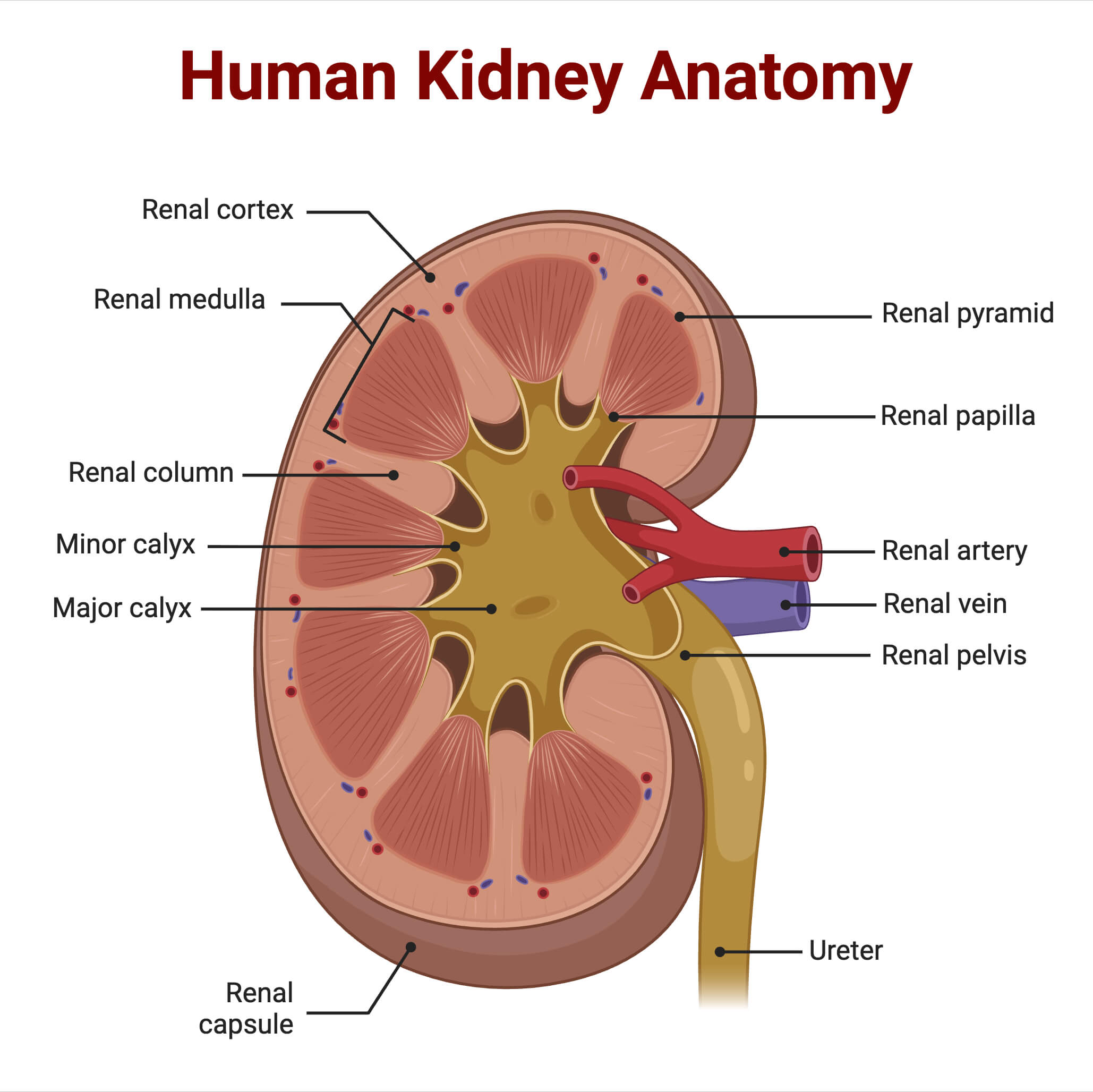 Human Kidney Anatomy Human Kidney Anatomy
