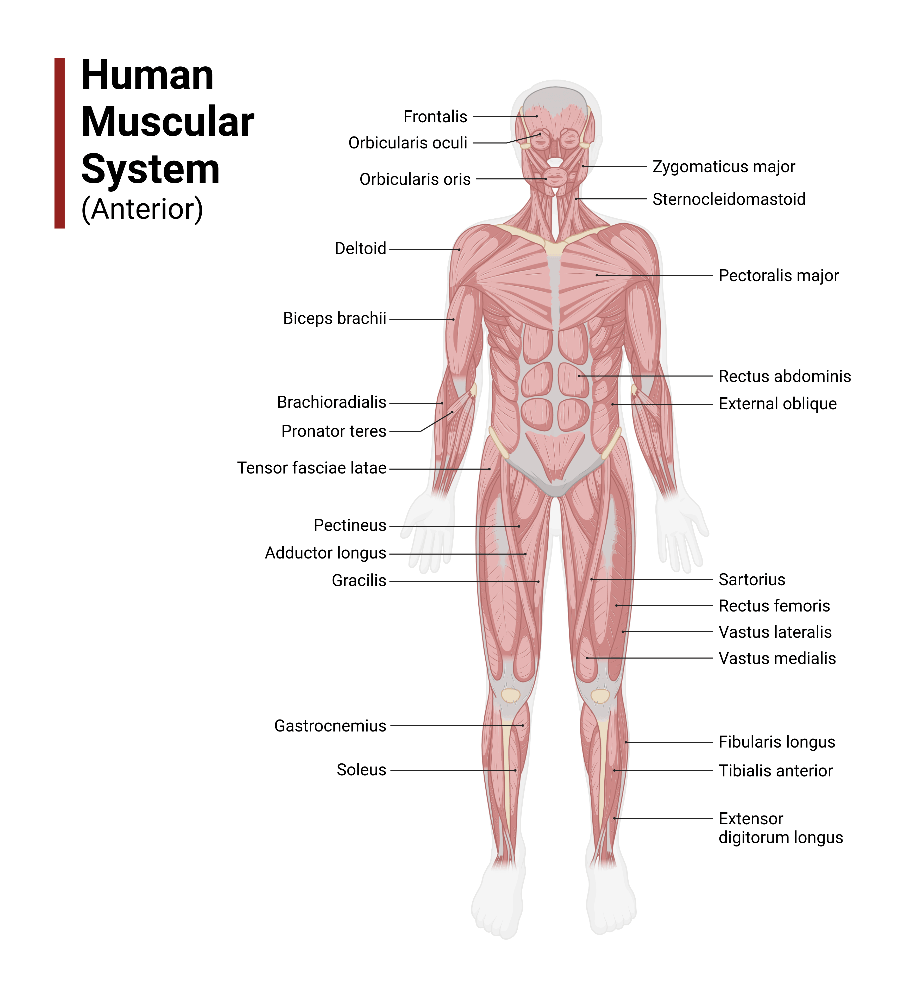 Human Muscular System Anterior Human Muscular System (Anterior)