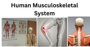 Human Musculoskeletal System Human Musculoskeletal System