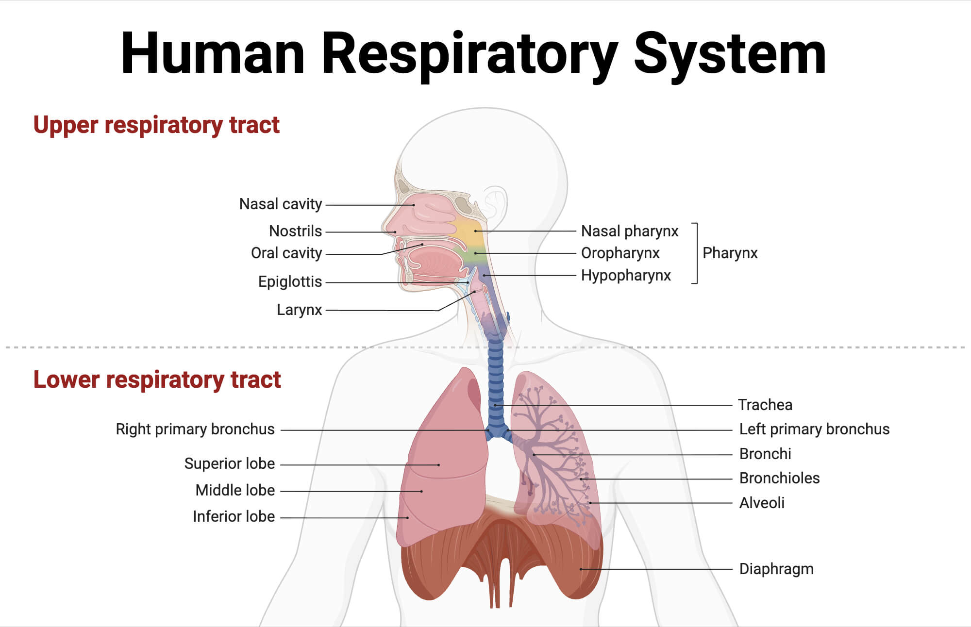 Human Respiratory System Human Respiratory System
