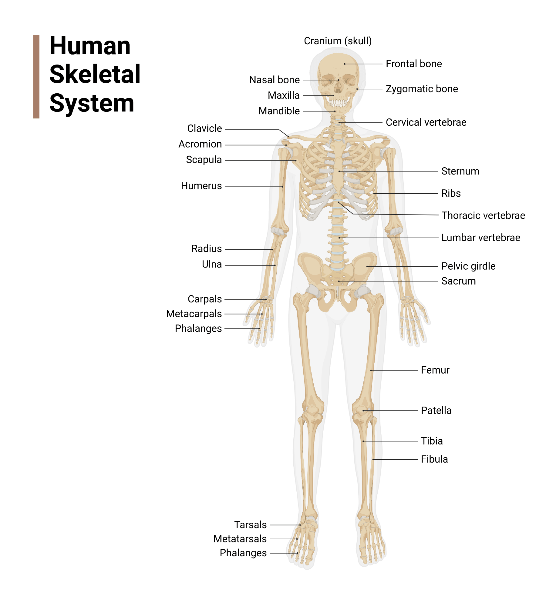 Human Skeletal System Human Skeletal System.png