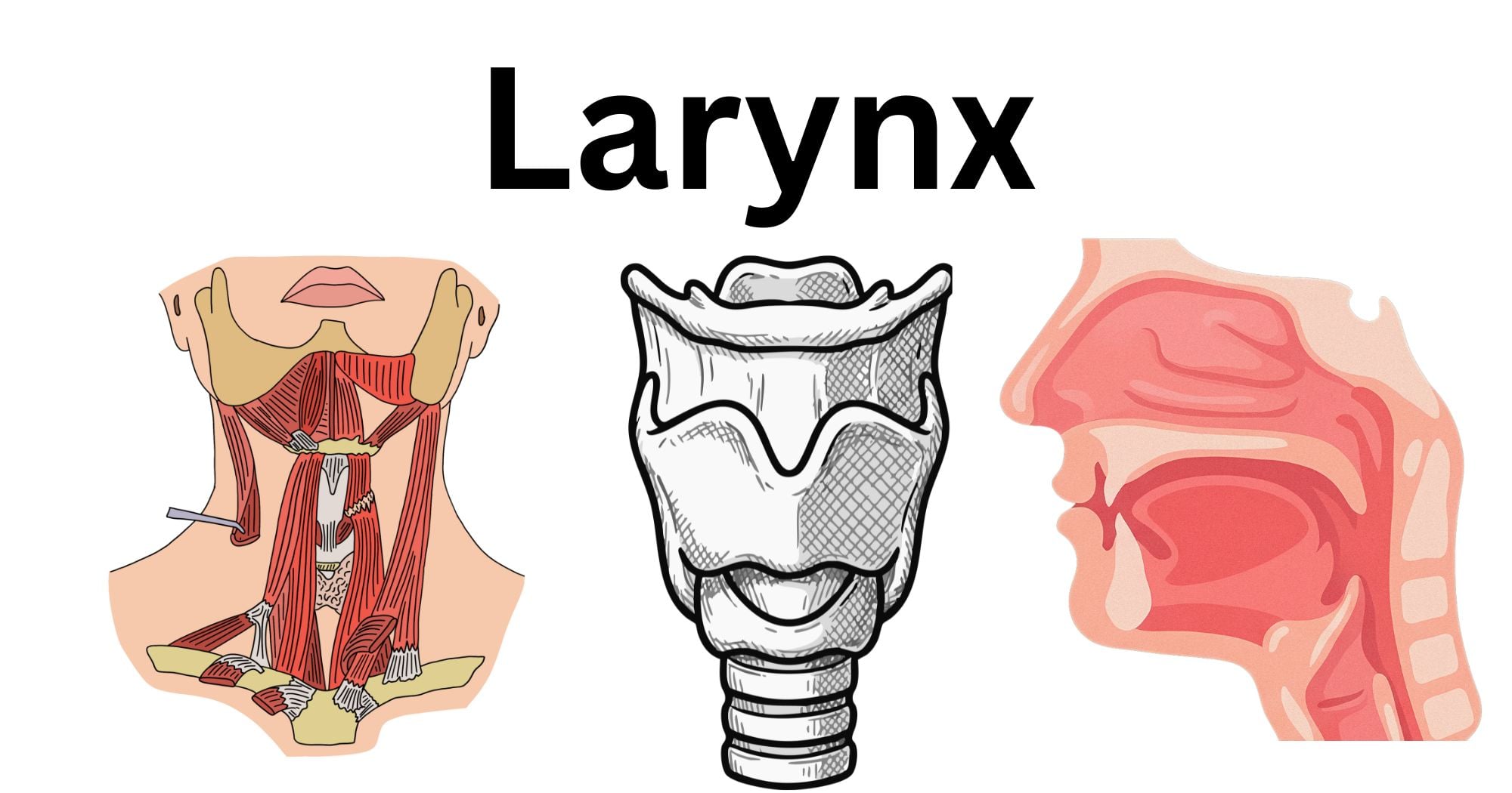 Larynx