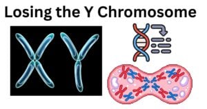 Losing the Y Chromosome Losing the Y Chromosome