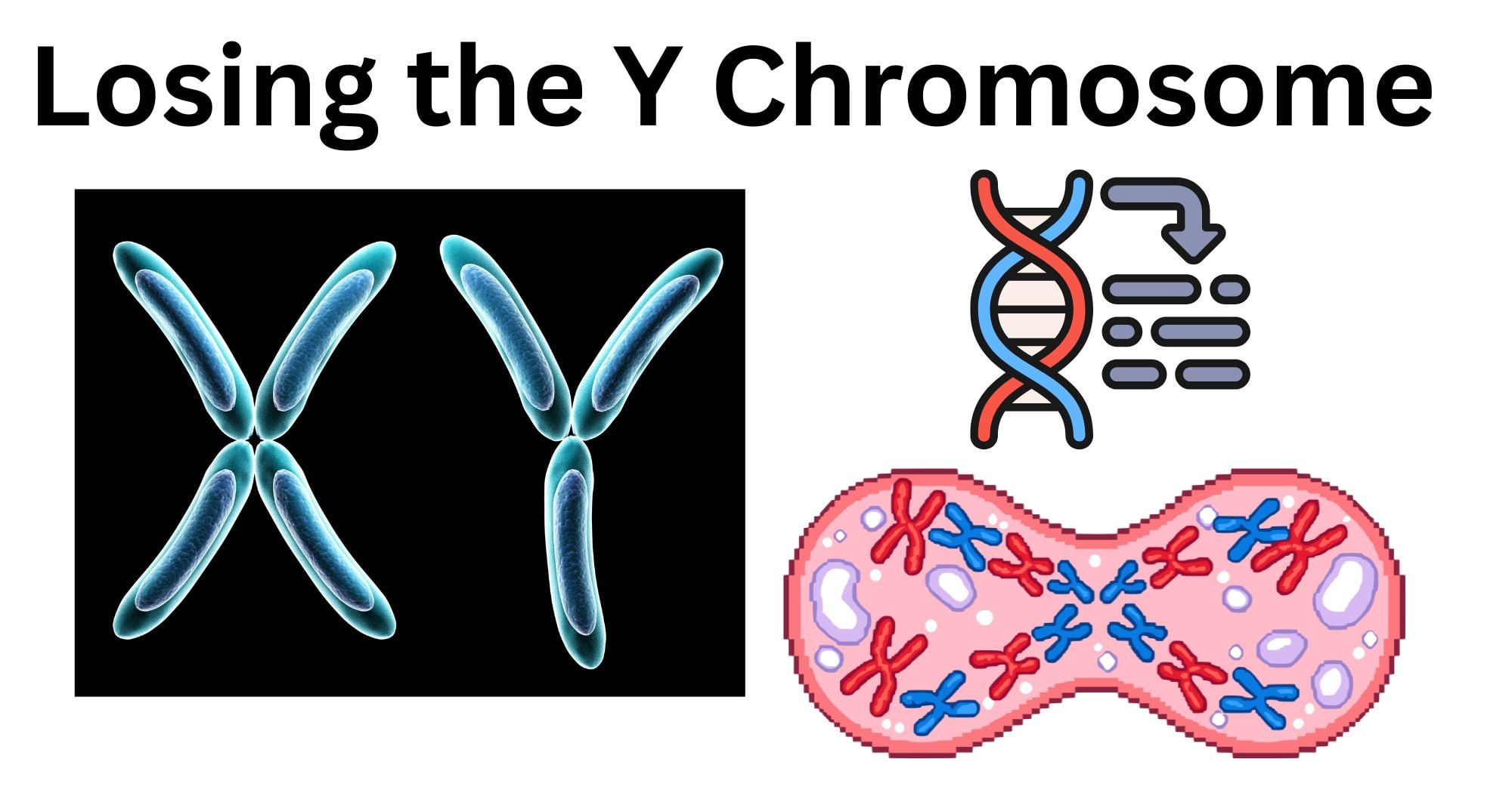 Losing the Y Chromosome Losing the Y Chromosome