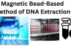 Magnetic Bead Based Method of DNA Extraction Magnetic Bead-Based Method of DNA Extraction