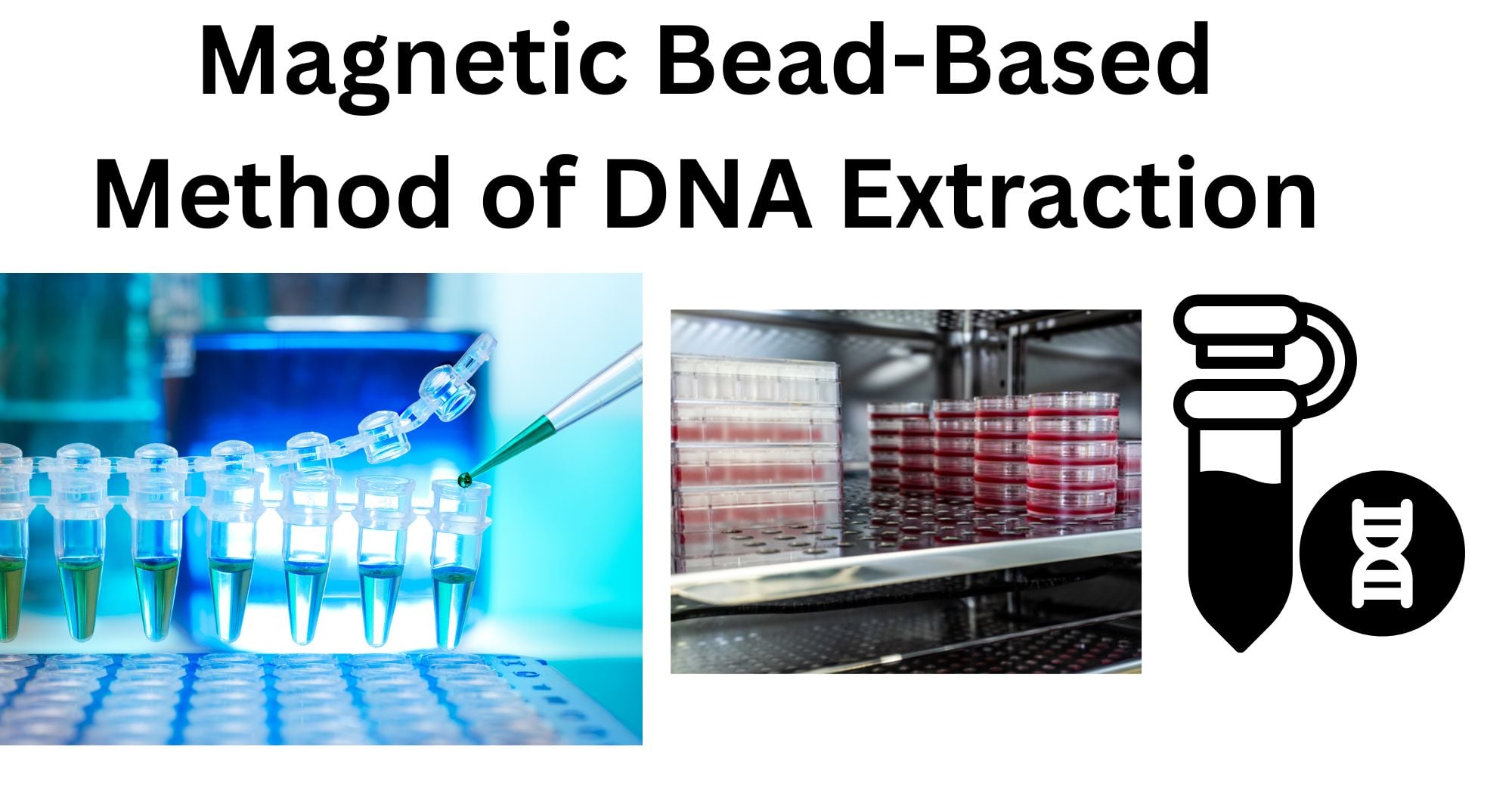 Magnetic Bead Based Method of DNA Magnetic Bead-Based Method of DNA Extraction