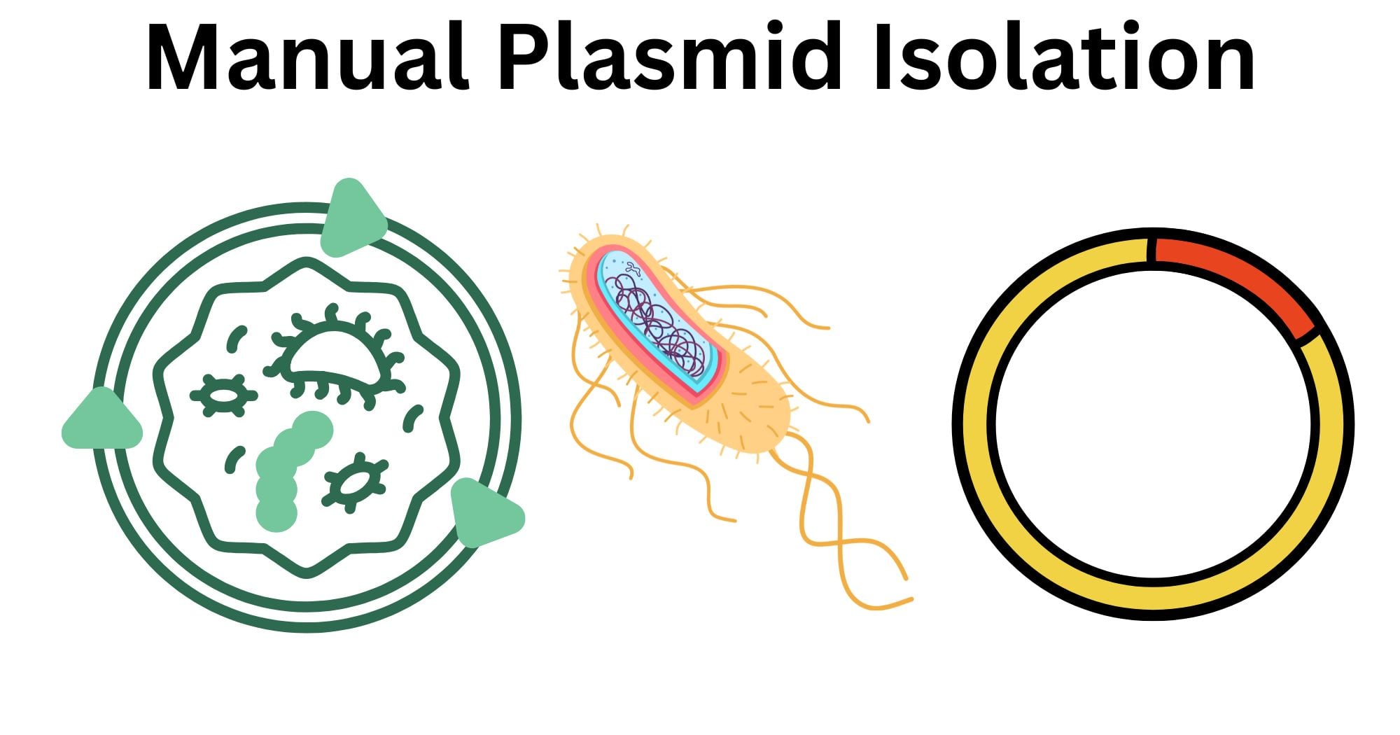 Manual Plasmid Isolation Manual Plasmid Isolation