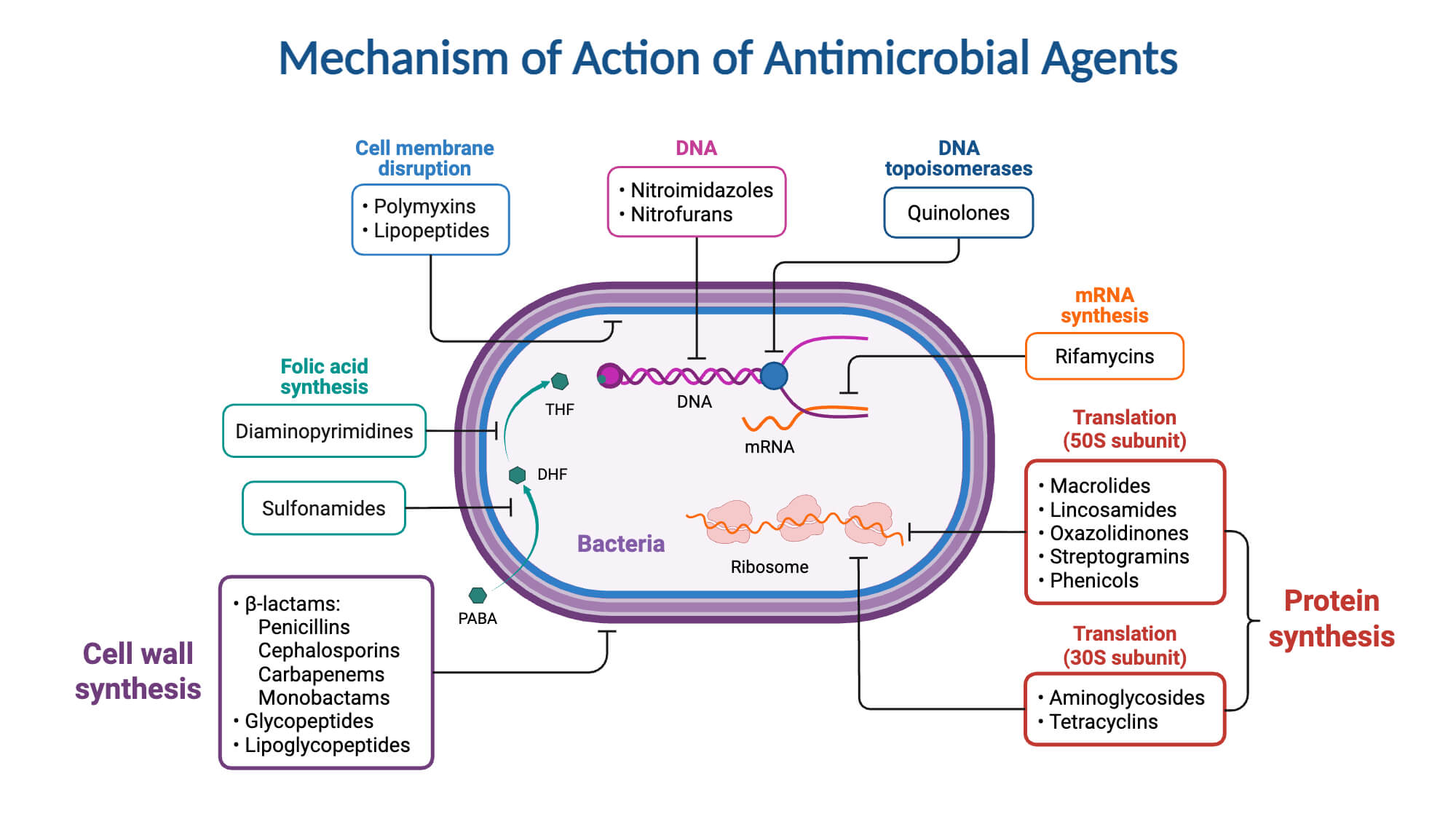 Mechanism of Action of Antimicrobial Agents Mechanism of Action of Antimicrobial Agents