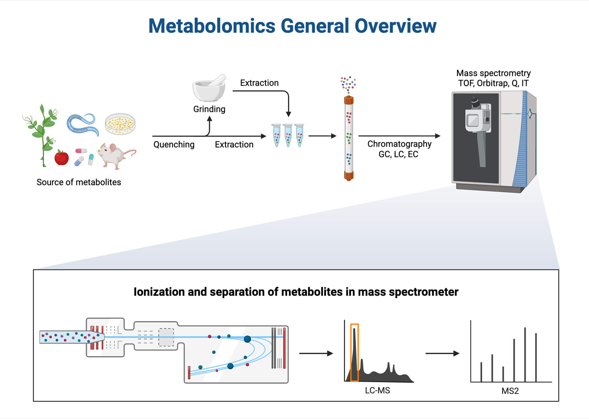 Metabolomics Overview Metabolomics Overview