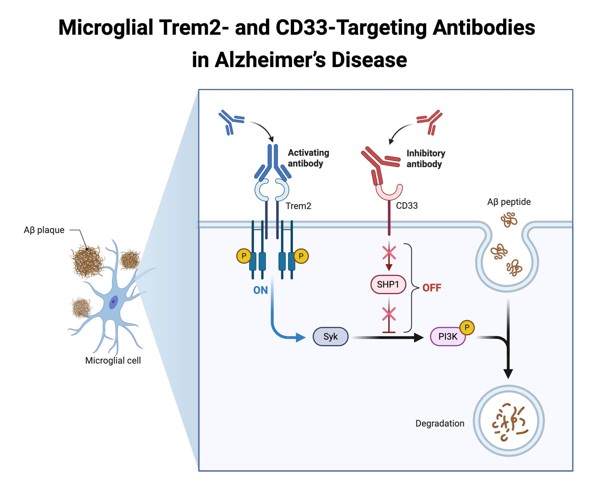 Microglial Trem2 and CD33 Targeting Antibodies in Alzheimers Disease Microglial Trem2- and CD33-Targeting Antibodies in Alzheimer’s Disease
